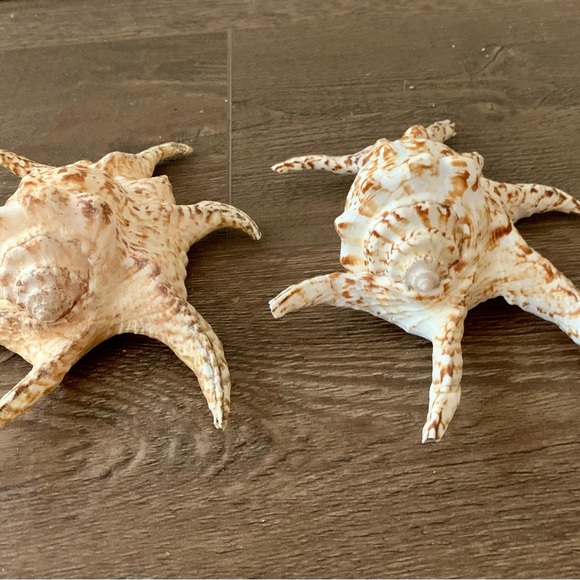 Chiragra Spider Conch Seashell - Picture 7 of 11